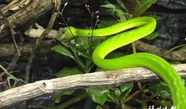 蛇与鞭 在线观看,惊悚悬疑，探寻人性深渊的在线观影之旅